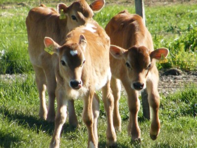 It doesn't feel like spring until you have seen the calves